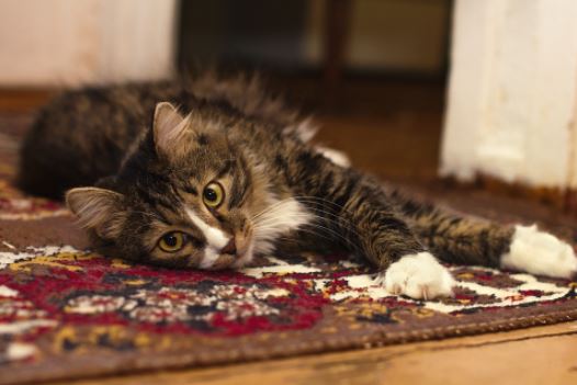 cat on carpet