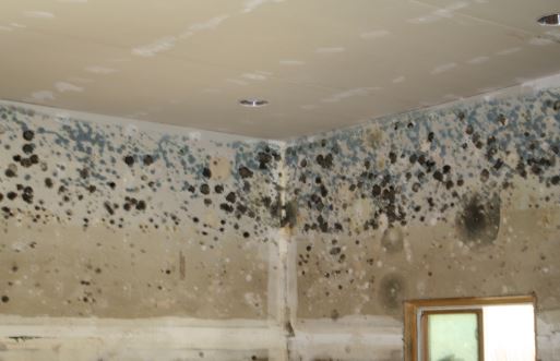 mold in basement